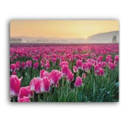 Skagit Valley Tulips I