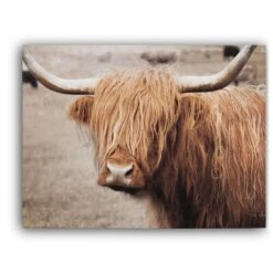 Scottish Highland Cattle I