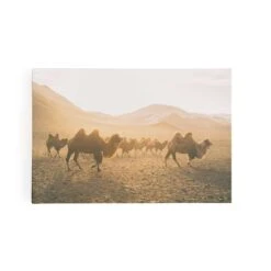 Camels On The Move
