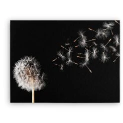 Dandelion On Black Background