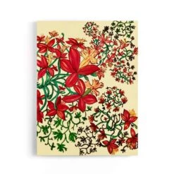 Elanora Crucifix Orchid