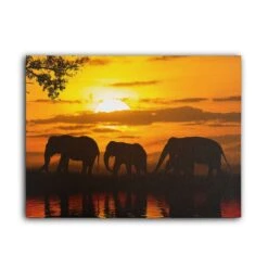 Sunset Elephants